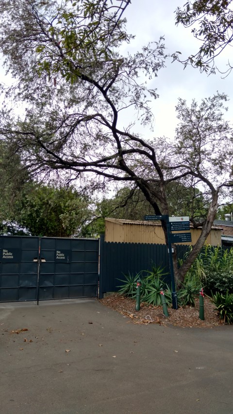 Callistemon viminalis plantplacesimage20170102_185400.jpg