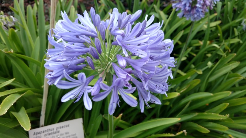 Agapanthus praecox plantplacesimage20170104_192052.jpg