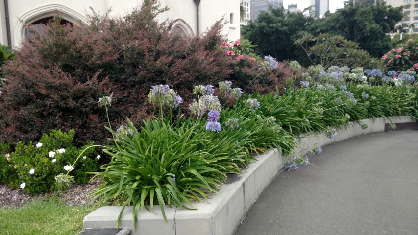 Agapanthus praecox plantplacesimage20170104_192106.jpg