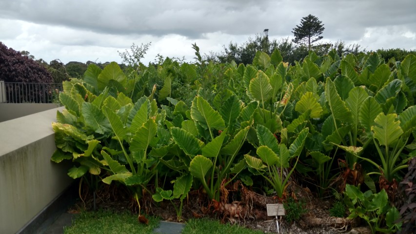 Alocasia brisbanensis plantplacesimage20170104_192154.jpg