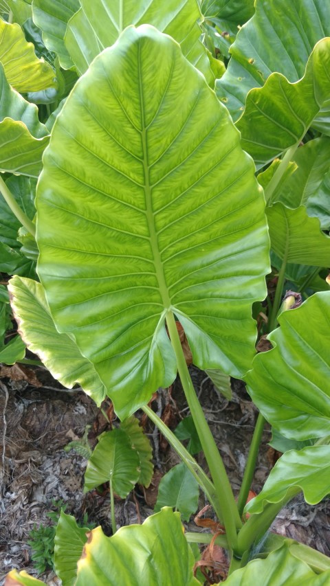 Alocasia brisbanensis plantplacesimage20170104_192258.jpg