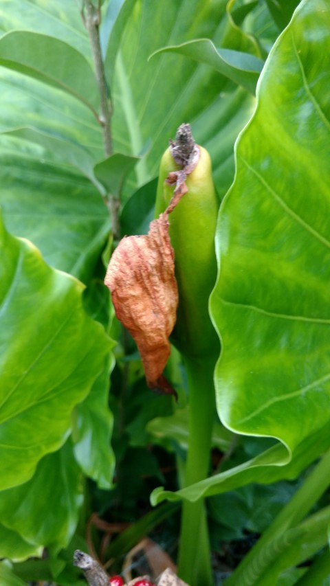 Alocasia brisbanensis plantplacesimage20170104_192307.jpg