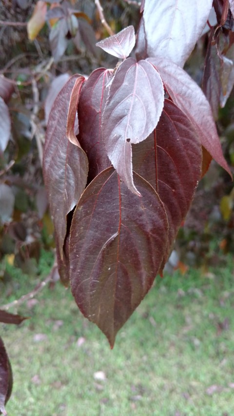 Acalypha wilkensiana plantplacesimage20170104_192517.jpg