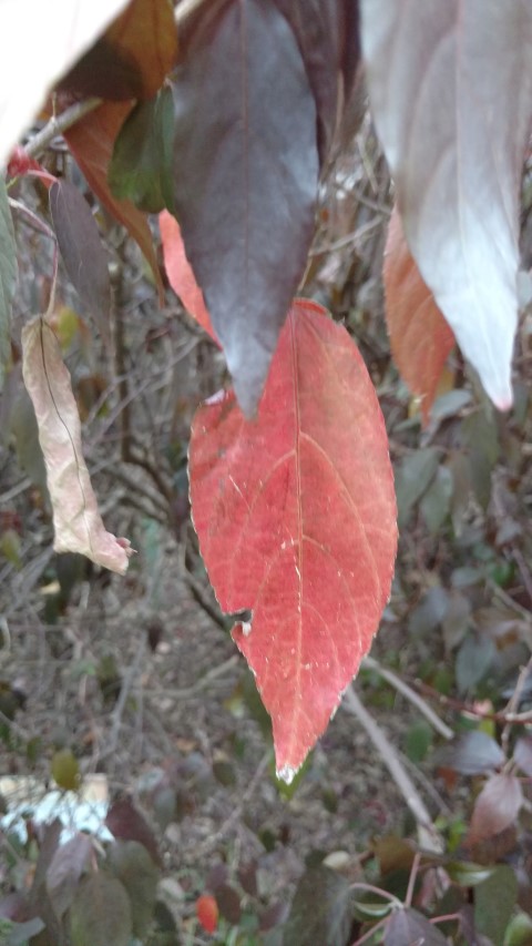 Acalypha wilkensiana plantplacesimage20170104_192527.jpg