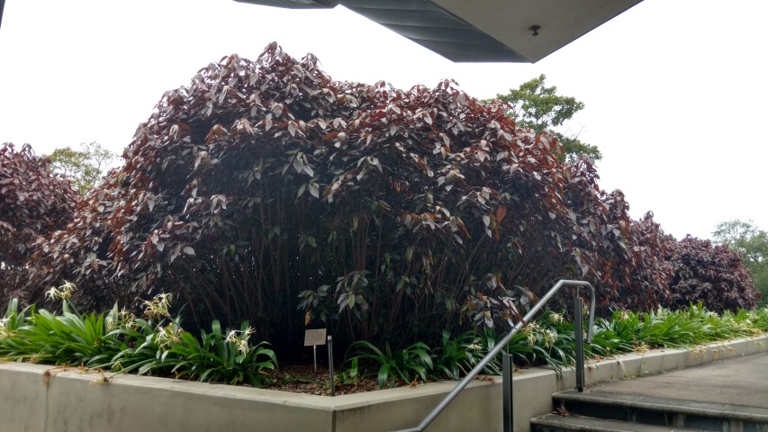 Acalypha wilkensiana plantplacesimage20170104_192632.jpg