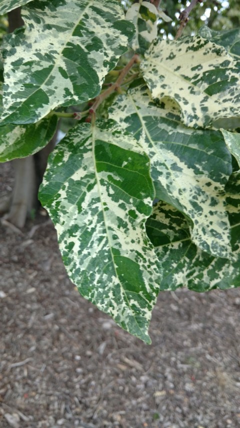 Ficus aspera plantplacesimage20170104_192910.jpg