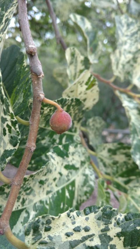 Ficus aspera plantplacesimage20170104_192925.jpg