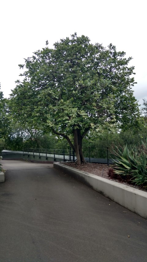 Ficus aspera plantplacesimage20170104_192933.jpg