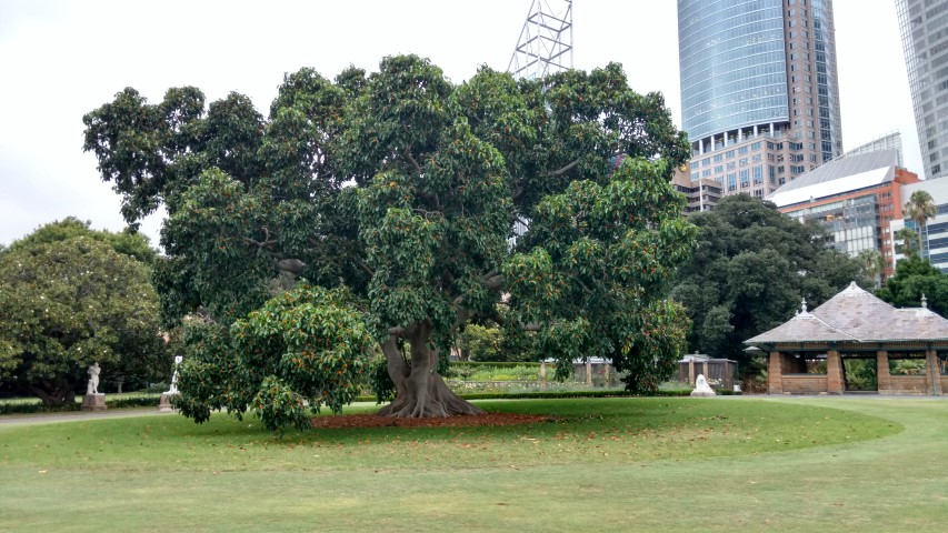 Ficus altissima plantplacesimage20170104_193606.jpg