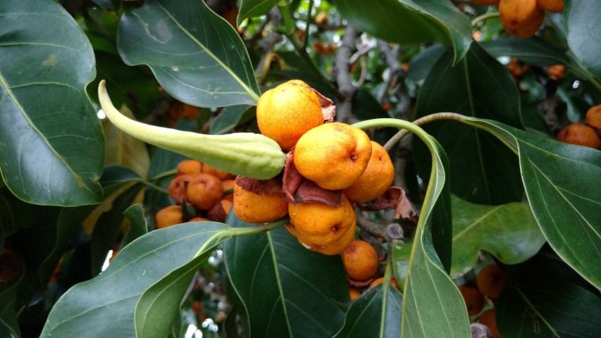 Ficus altissima plantplacesimage20170104_193631.jpg