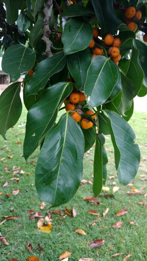 Ficus altissima plantplacesimage20170104_193644.jpg