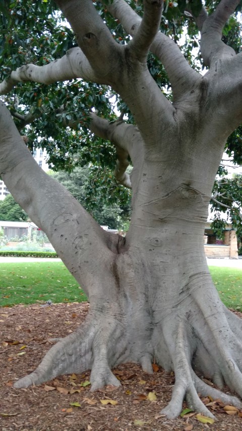 Ficus altissima plantplacesimage20170104_193656.jpg