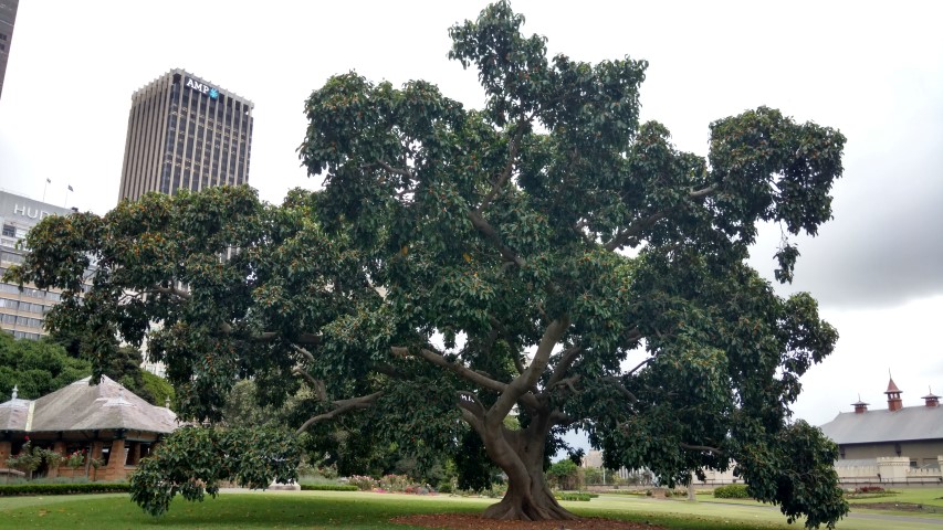 Ficus altissima plantplacesimage20170104_193750.jpg