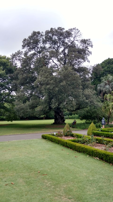 Quercus Ilex plantplacesimage20170104_193841.jpg