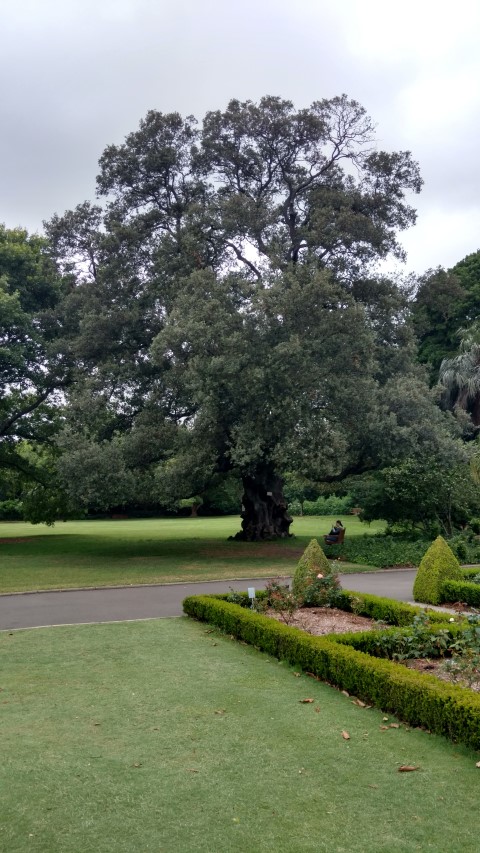 Quercus Ilex plantplacesimage20170104_193857.jpg