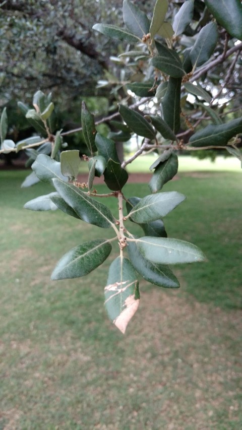 Quercus Ilex plantplacesimage20170104_193921.jpg