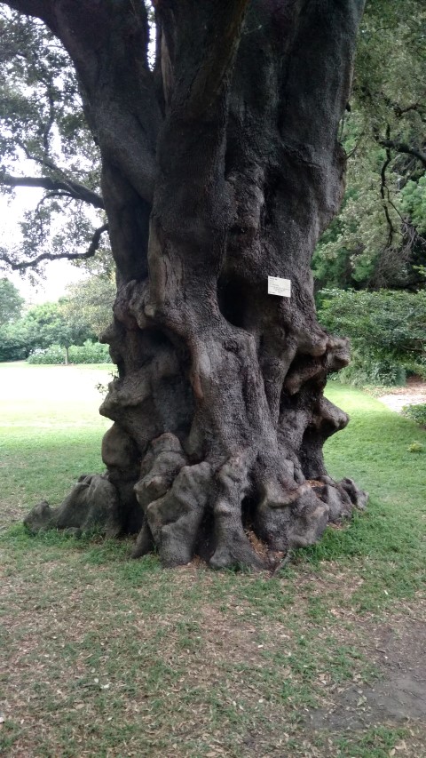 Quercus Ilex plantplacesimage20170104_193933.jpg