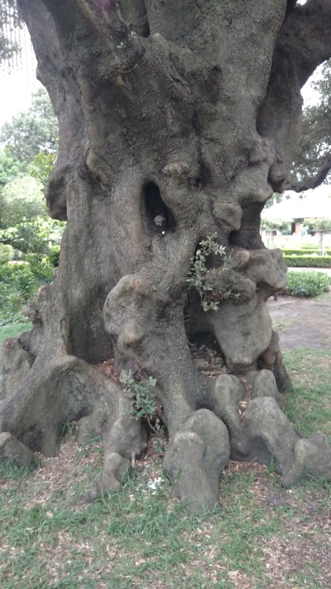 Quercus Ilex plantplacesimage20170104_193949.jpg