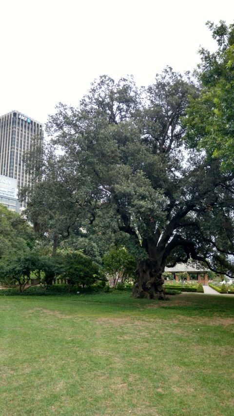 Quercus Ilex plantplacesimage20170104_194008.jpg