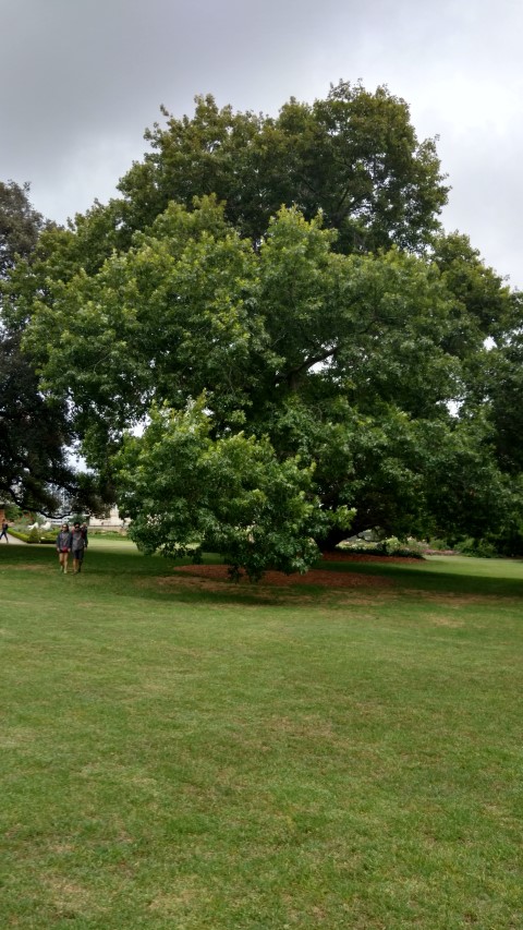 Quercus palustris plantplacesimage20170104_194124.jpg