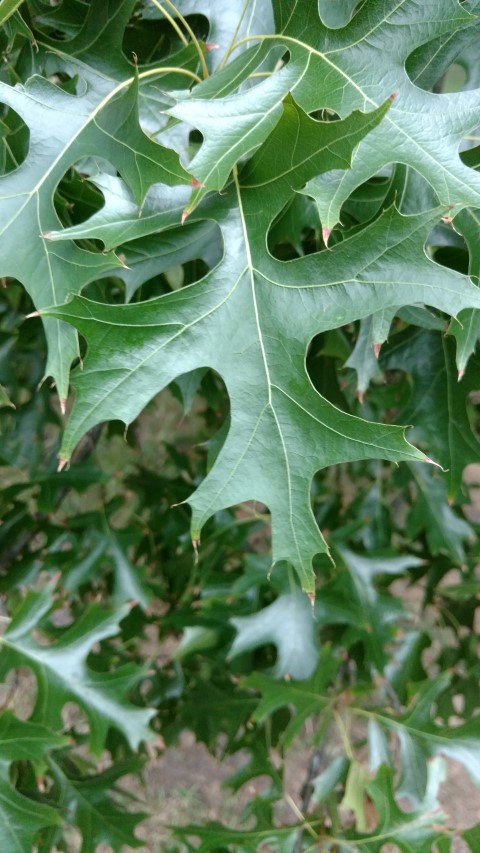 Quercus palustris plantplacesimage20170104_194149.jpg