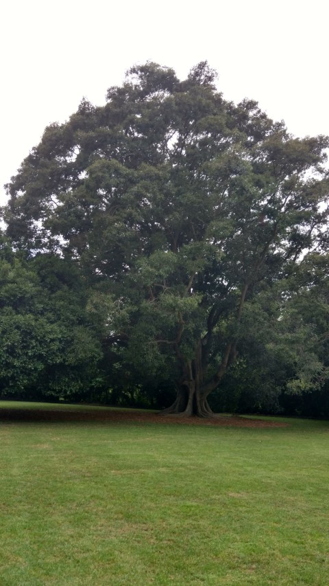 Ficus obliqua plantplacesimage20170104_194432.jpg