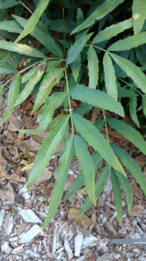 Mahonia fortunei plantplacesimage20170104_194916.jpg