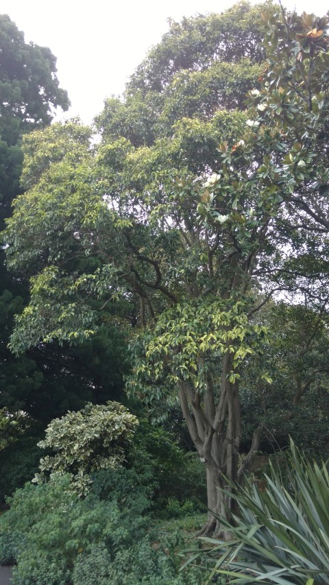 Ligustrum lucidum plantplacesimage20170104_194942.jpg