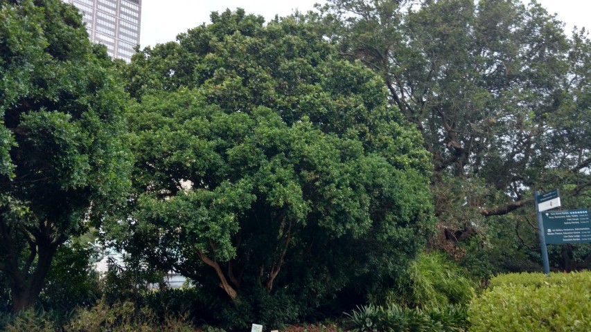 Murraya paniculata plantplacesimage20170104_195124.jpg