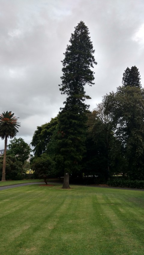 Araucaria columnaris plantplacesimage20170104_195350.jpg