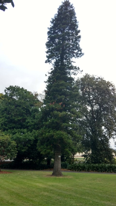 Araucaria columnaris plantplacesimage20170104_195407.jpg