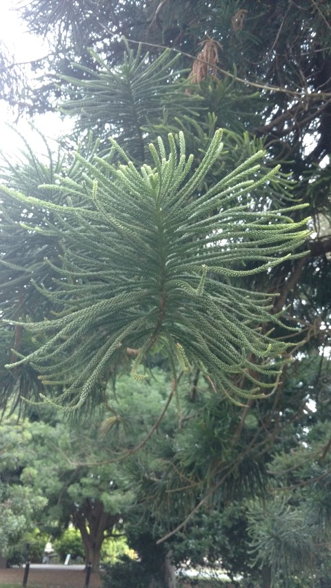 Araucaria columnaris plantplacesimage20170104_195422.jpg