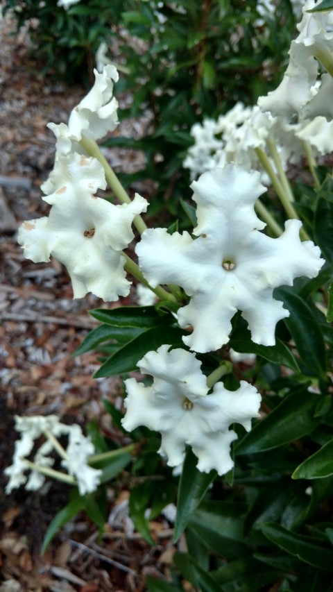 Brunfelsia undulata plantplacesimage20170104_195523.jpg