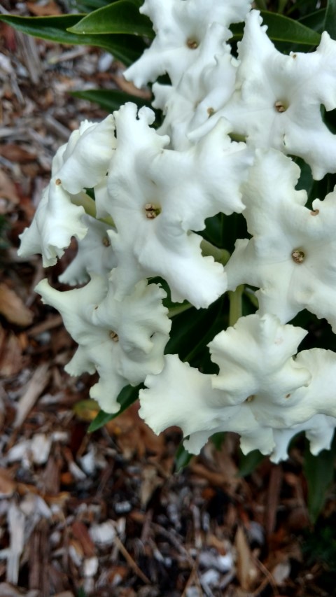 Brunfelsia undulata plantplacesimage20170104_195547.jpg