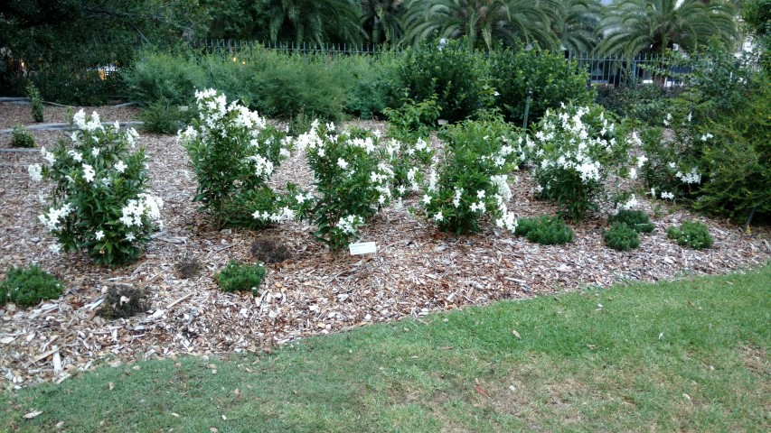 Brunfelsia undulata plantplacesimage20170104_195559.jpg