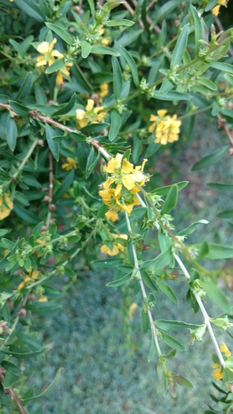 Hypericum stellatum plantplacesimage20170104_195624.jpg