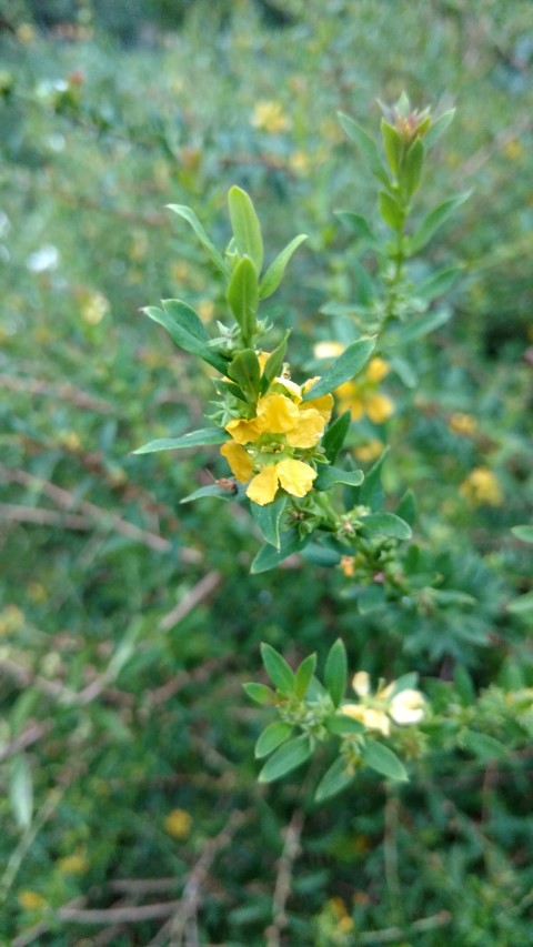 Hypericum stellatum plantplacesimage20170104_195635.jpg