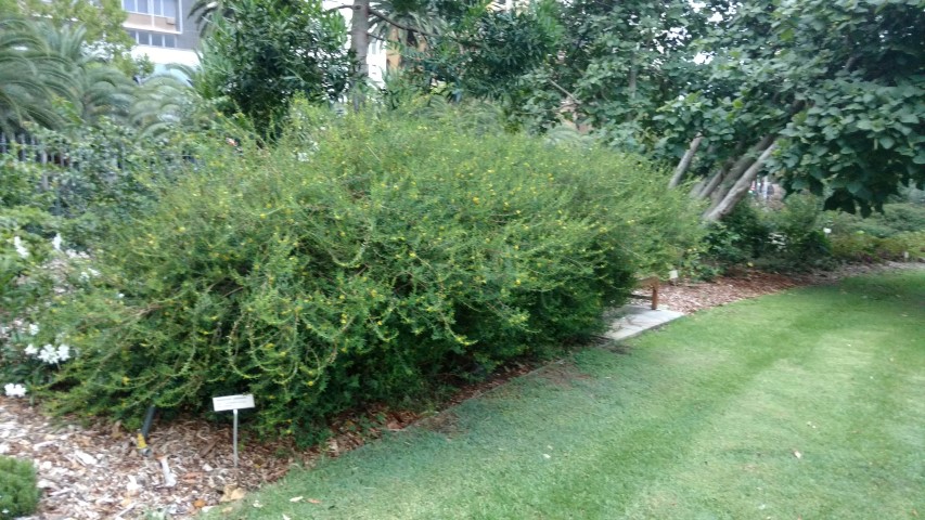 Hypericum stellatum plantplacesimage20170104_195641.jpg