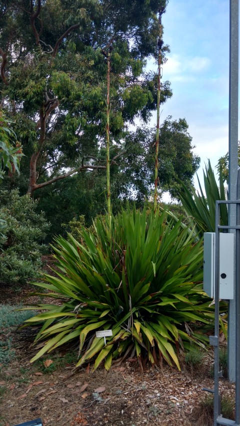 Doryanthes excelsa plantplacesimage20170105_190150.jpg