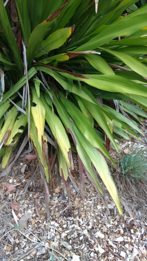 Doryanthes excelsa plantplacesimage20170105_190209.jpg