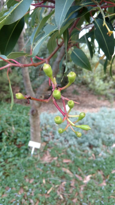 Corymbia ptychocarpa plantplacesimage20170105_190314.jpg