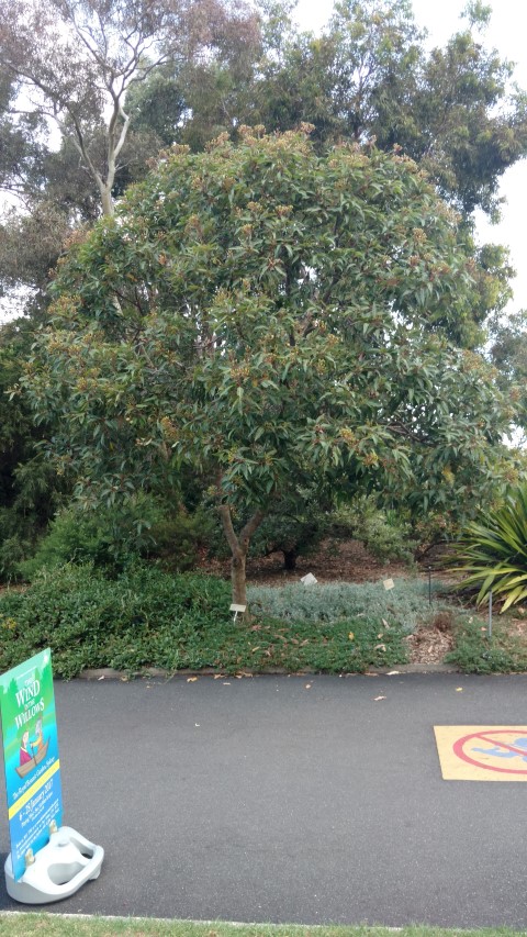 Corymbia ptychocarpa plantplacesimage20170105_190324.jpg