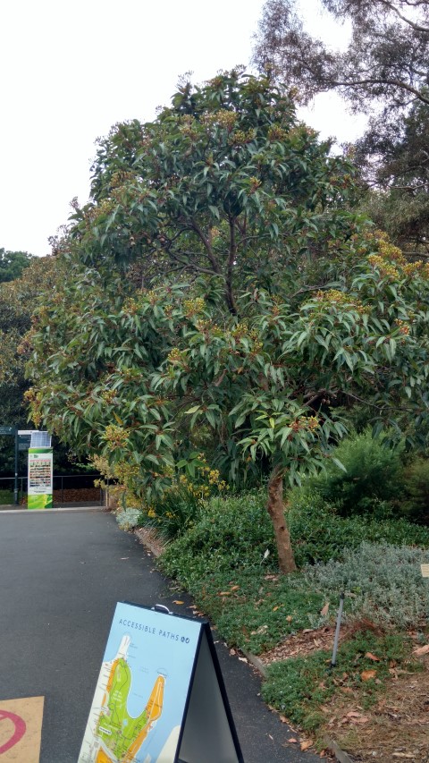 Corymbia ptychocarpa plantplacesimage20170105_190337.jpg