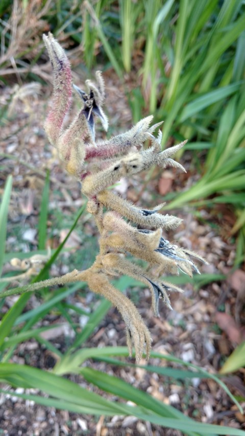 Anigozanthos spp plantplacesimage20170105_190724.jpg