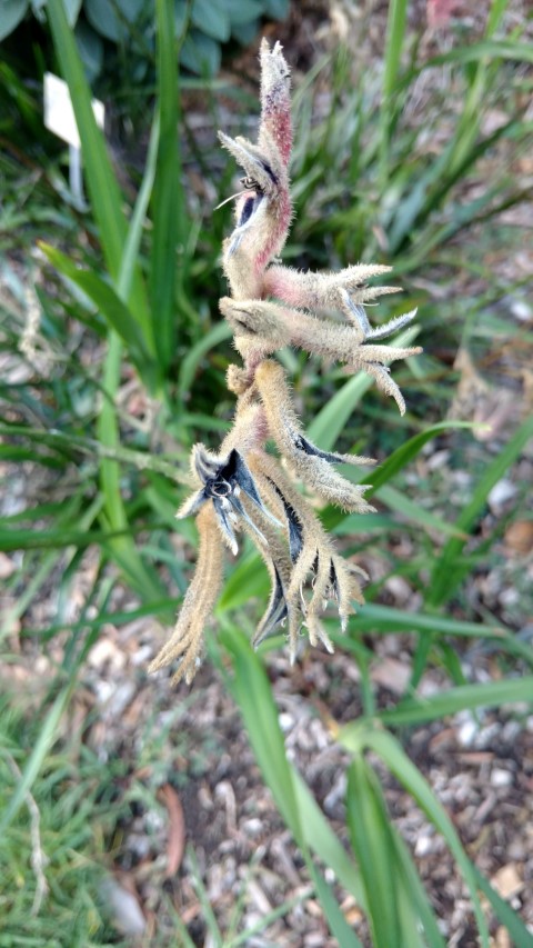 Anigozanthos spp plantplacesimage20170105_190734.jpg