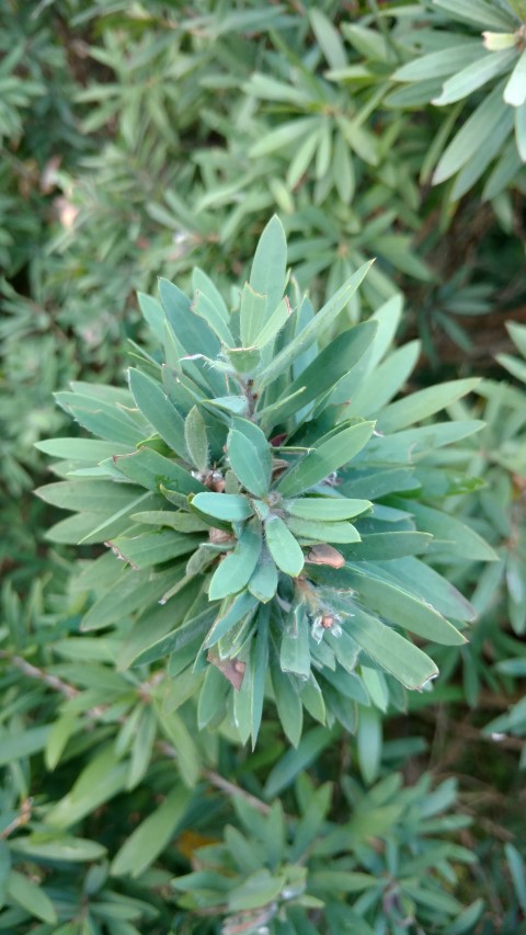 Callistemon spp plantplacesimage20170105_190848.jpg