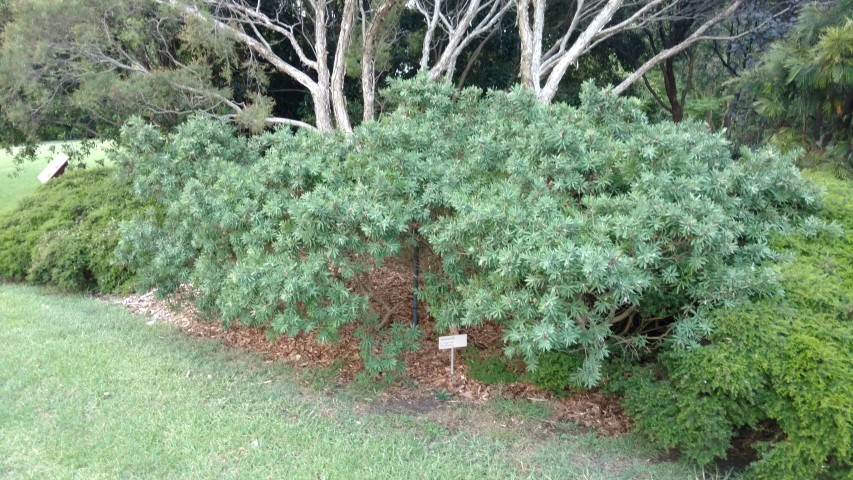 Callistemon spp plantplacesimage20170105_190858.jpg