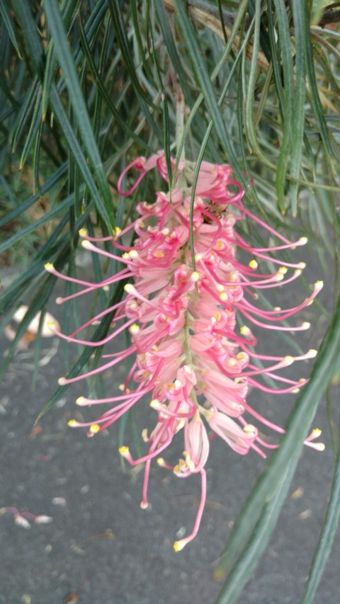 Grevillea spp plantplacesimage20170105_191113.jpg