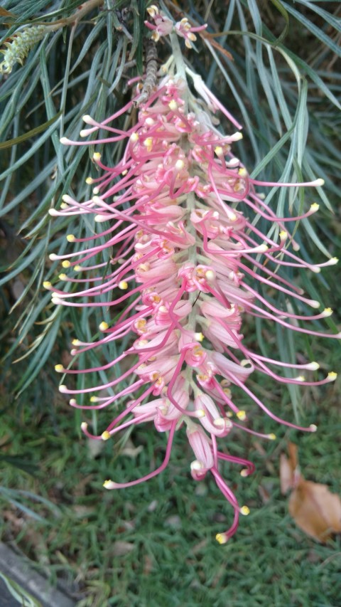 Grevillea spp plantplacesimage20170105_191124.jpg