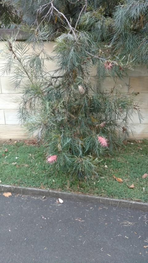 Grevillea spp plantplacesimage20170105_191134.jpg